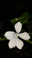 Turraea obtusifolia