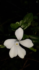 Turraea obtusifolia