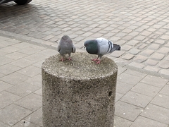 Columba livia domestica