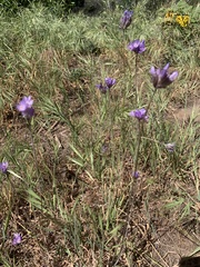 Dipterostemon capitatus capitatus