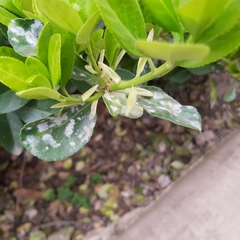 Erysiphe euonymi-japonici