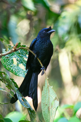 Dicrurus lophorinus