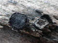 Biscogniauxia repanda