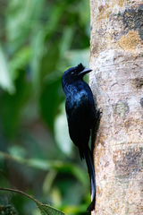 Dicrurus lophorinus