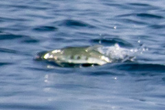 Scomberoides
