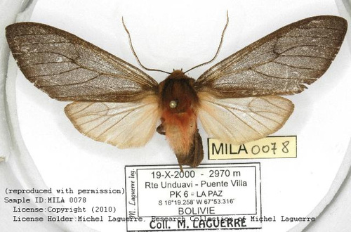 Amastus fuscoides