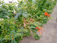 Tecomaria capensis