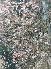 Retama monosperma