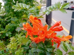 Tecomaria capensis