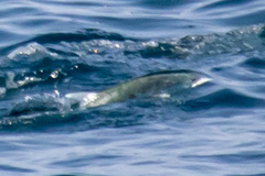 Scomberoides