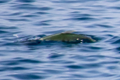 Scomberoides