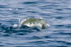 Scomberoides