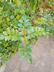 Tecomaria capensis