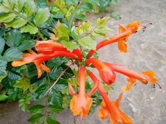 Tecomaria capensis
