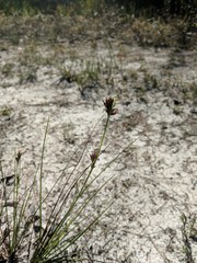 Rhynchospora pineticola