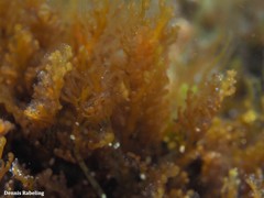Rytiphlaea tinctoria