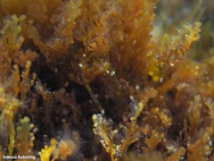 Rytiphlaea tinctoria