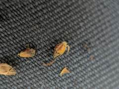 Rhynchospora pineticola