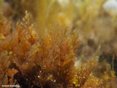 Rytiphlaea tinctoria