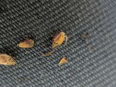 Rhynchospora pineticola