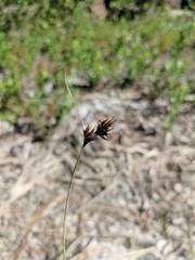 Rhynchospora pineticola