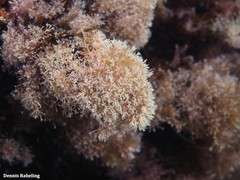 Amphiroa rigida