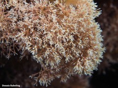 Amphiroa rigida