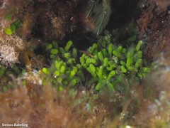Caulerpa webbiana