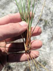 Rhynchospora pineticola