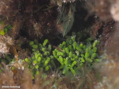 Caulerpa webbiana