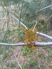 Arceuthobium campylopodum