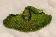 Clypeaster humilis