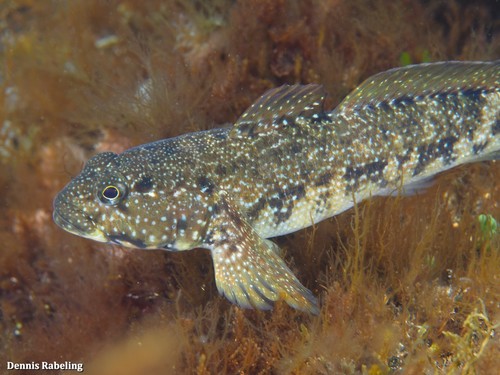 Madeira Goby