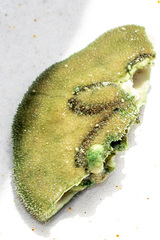 Clypeaster humilis