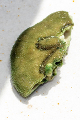 Clypeaster humilis