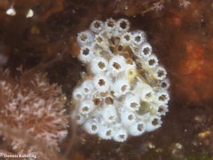Aplidium turbinatum