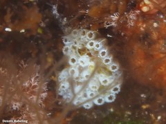 Aplidium turbinatum