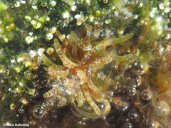 Gastroclonium clavatum