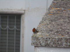 Erithacus rubecula