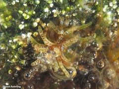 Gastroclonium clavatum