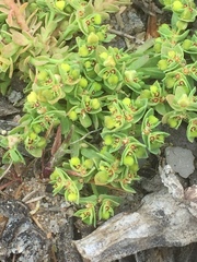 Euphorbia portlandica