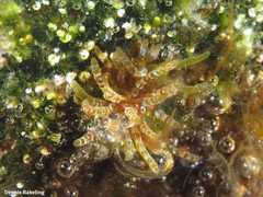 Gastroclonium clavatum