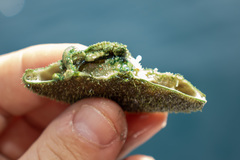 Clypeaster humilis