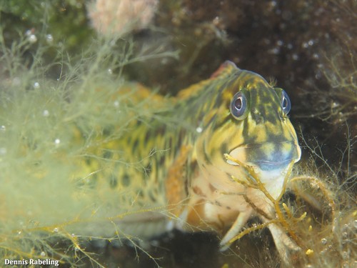 Rock-pool Blenny