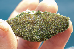 Clypeaster humilis