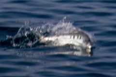 Scomberoides tol