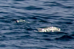 Scomberoides tol