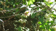Philibertia gilliesii