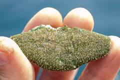 Clypeaster humilis