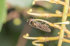 Platycheirus chalconota